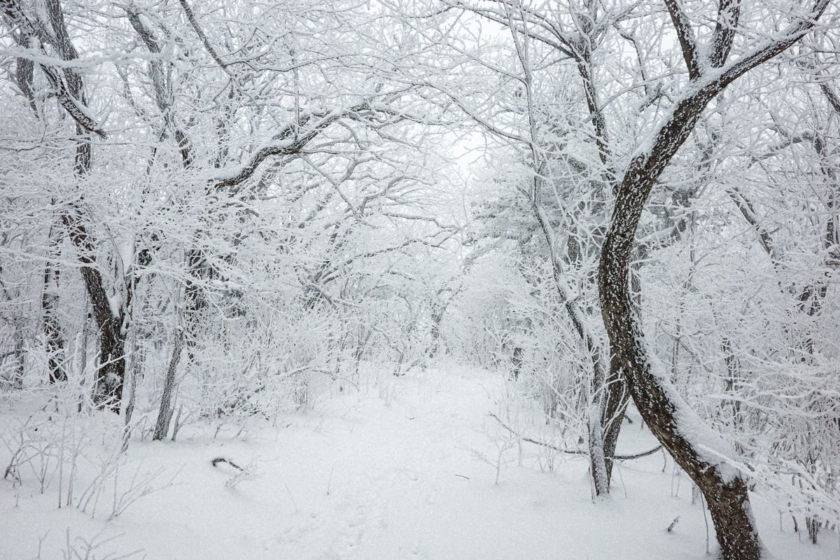 雪の森のなかの静かな光