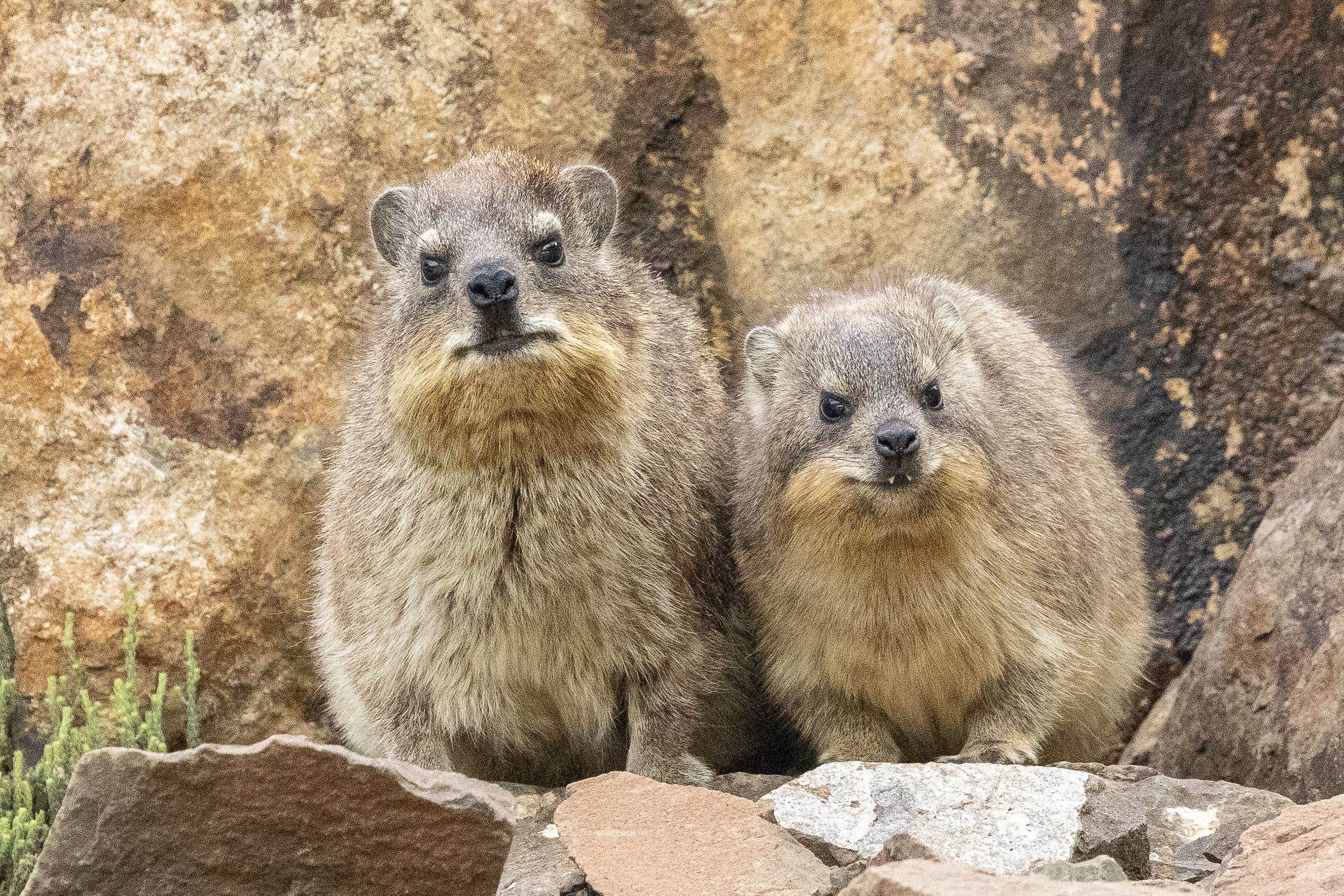 Kolonia dassies