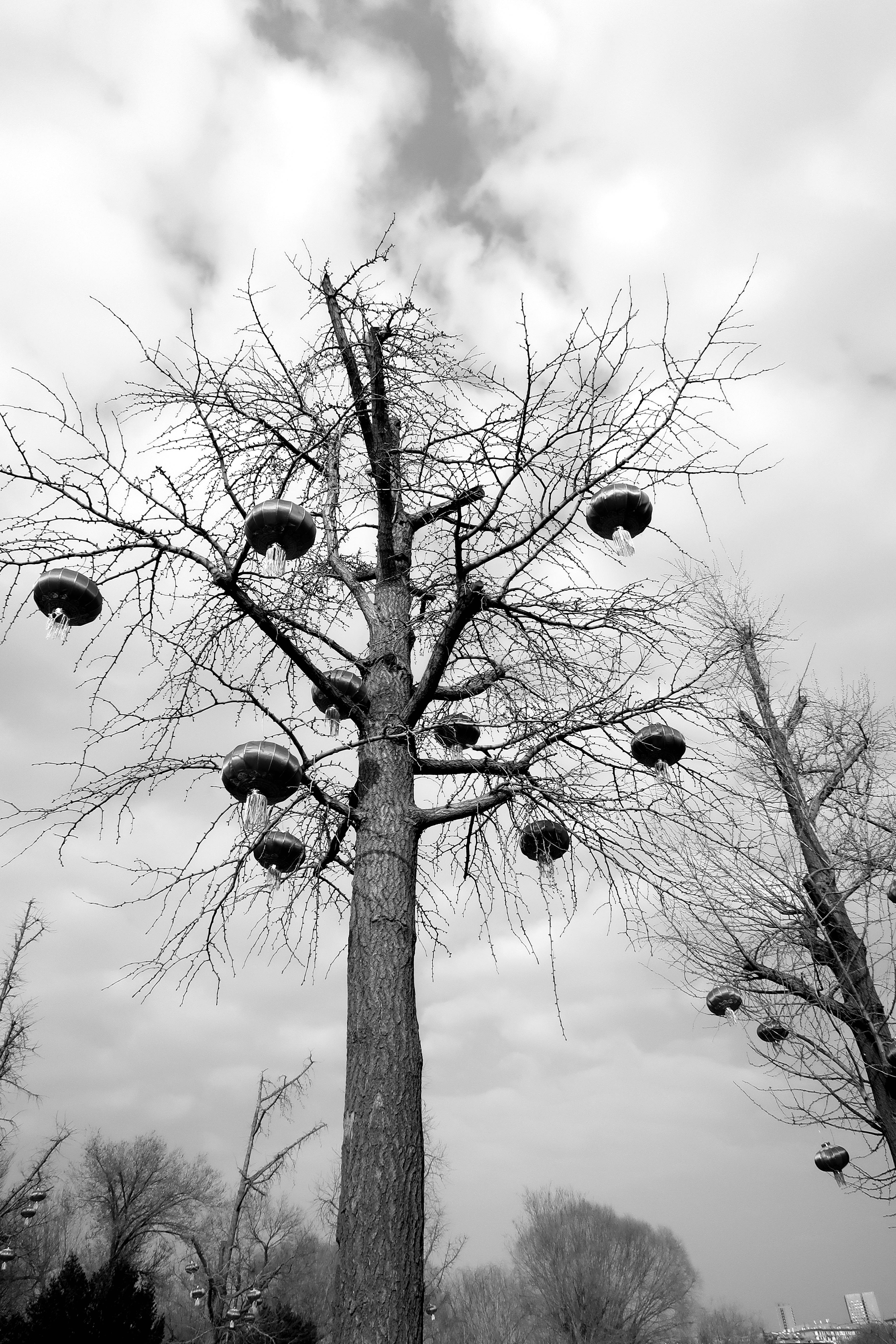 bezplatná Černobílá fotografie bezlistých stromů s ptačími budkami pod zataženou oblohou. Základová fotografie