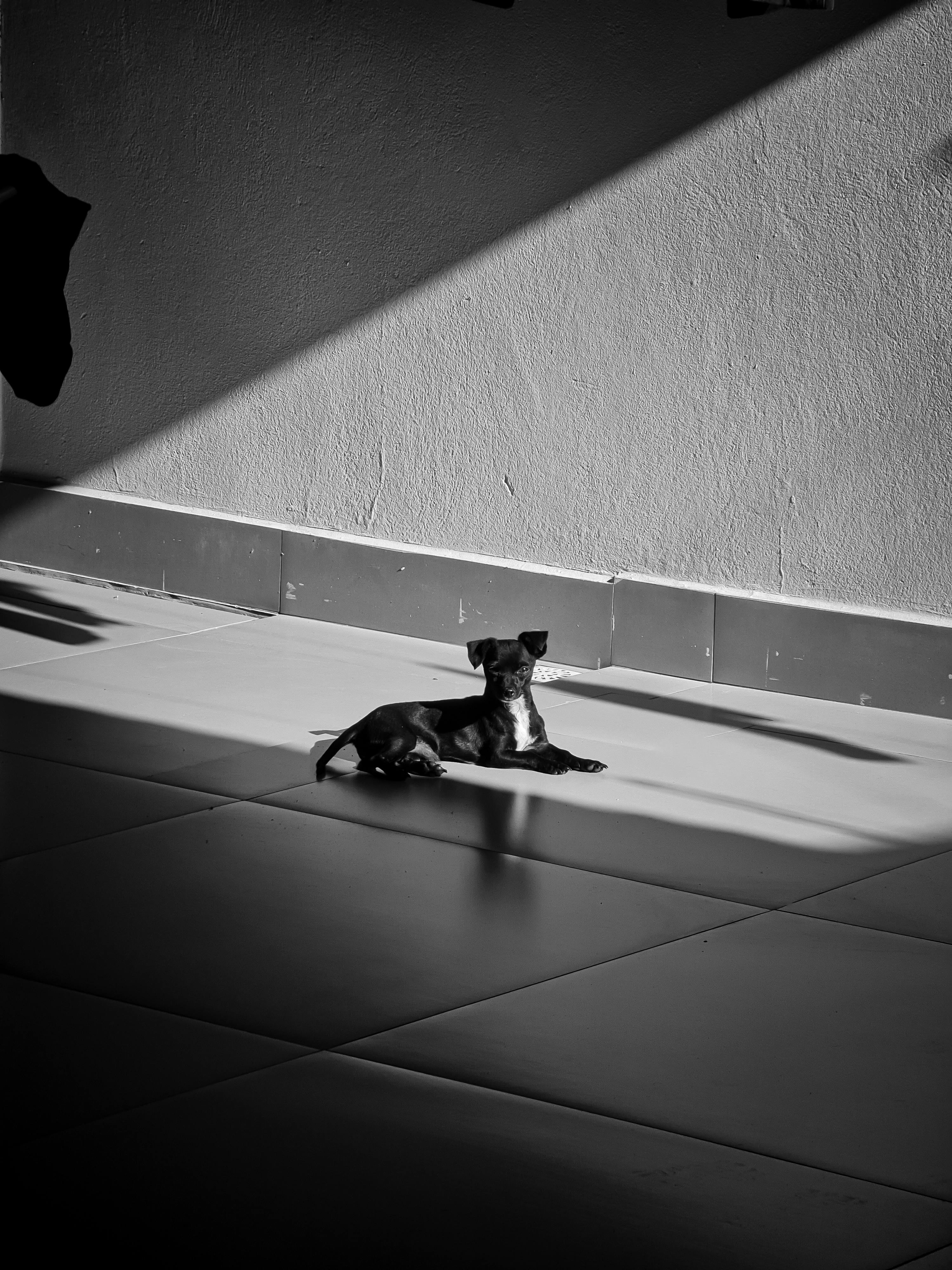 無料 インテリア, インドア, くつろぎの無料の写真素材 写真素材