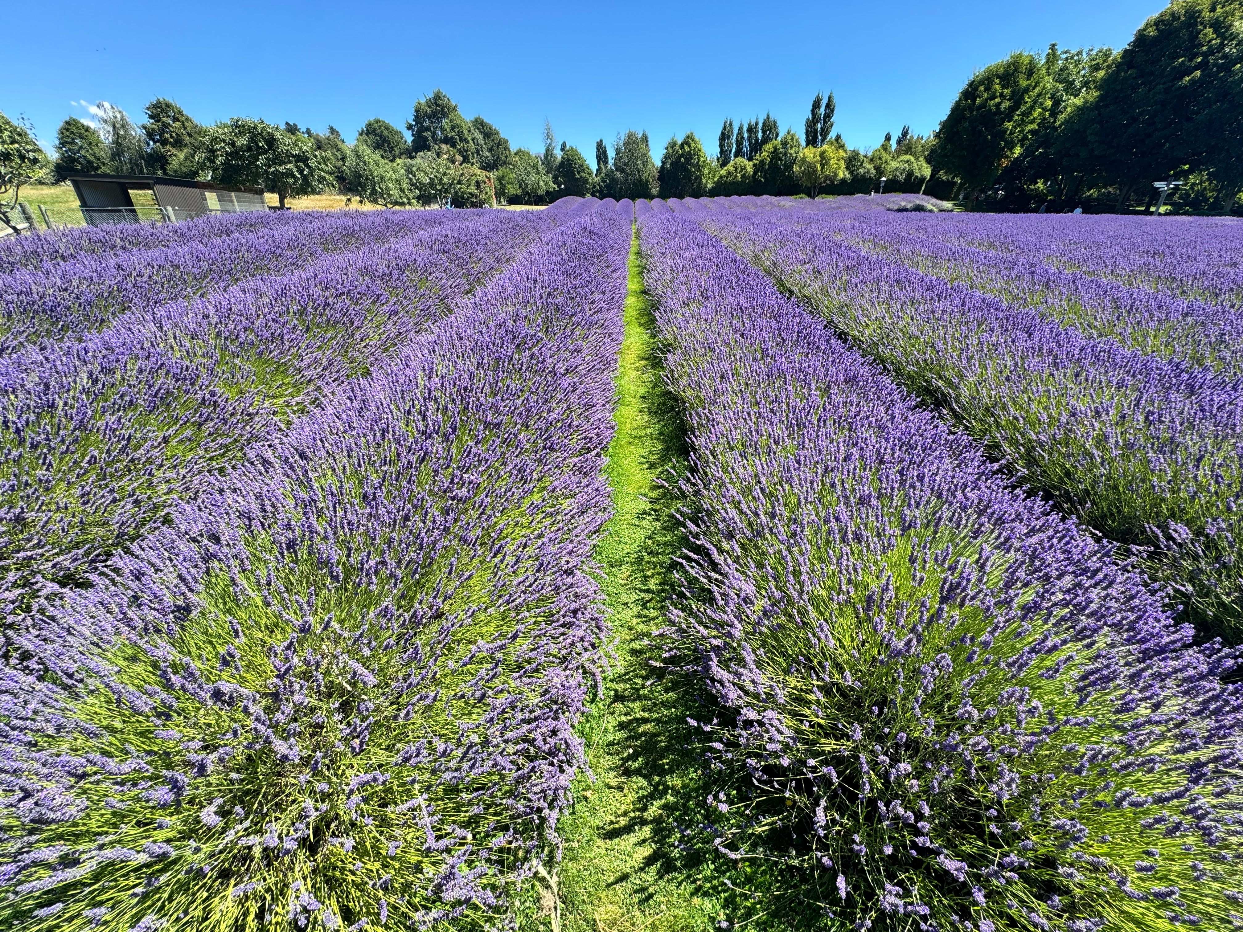 A vibrant lavender field stretches into the distance under a clear blue sky, showcasing rows of blooming lavender.. pexels, v