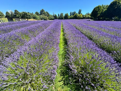 A vibrant lavender field stretches into the distance under a clear blue sky, showcasing rows of blooming lavender.. pexels, v