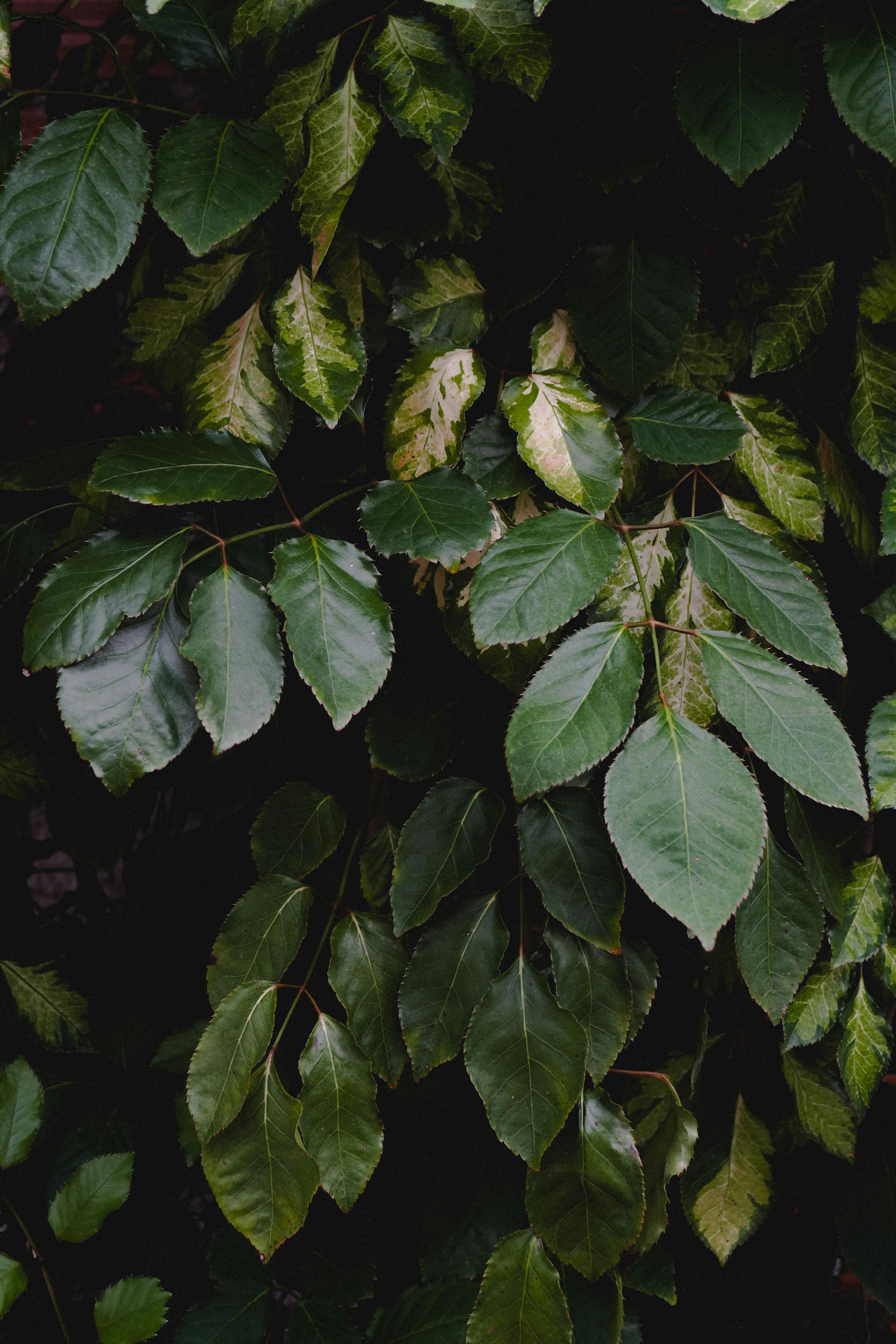 無料 ブラジルの緑豊かな屋外の鮮やかな緑の葉のクローズアップ。自然の真髄を捉えています。 写真素材
