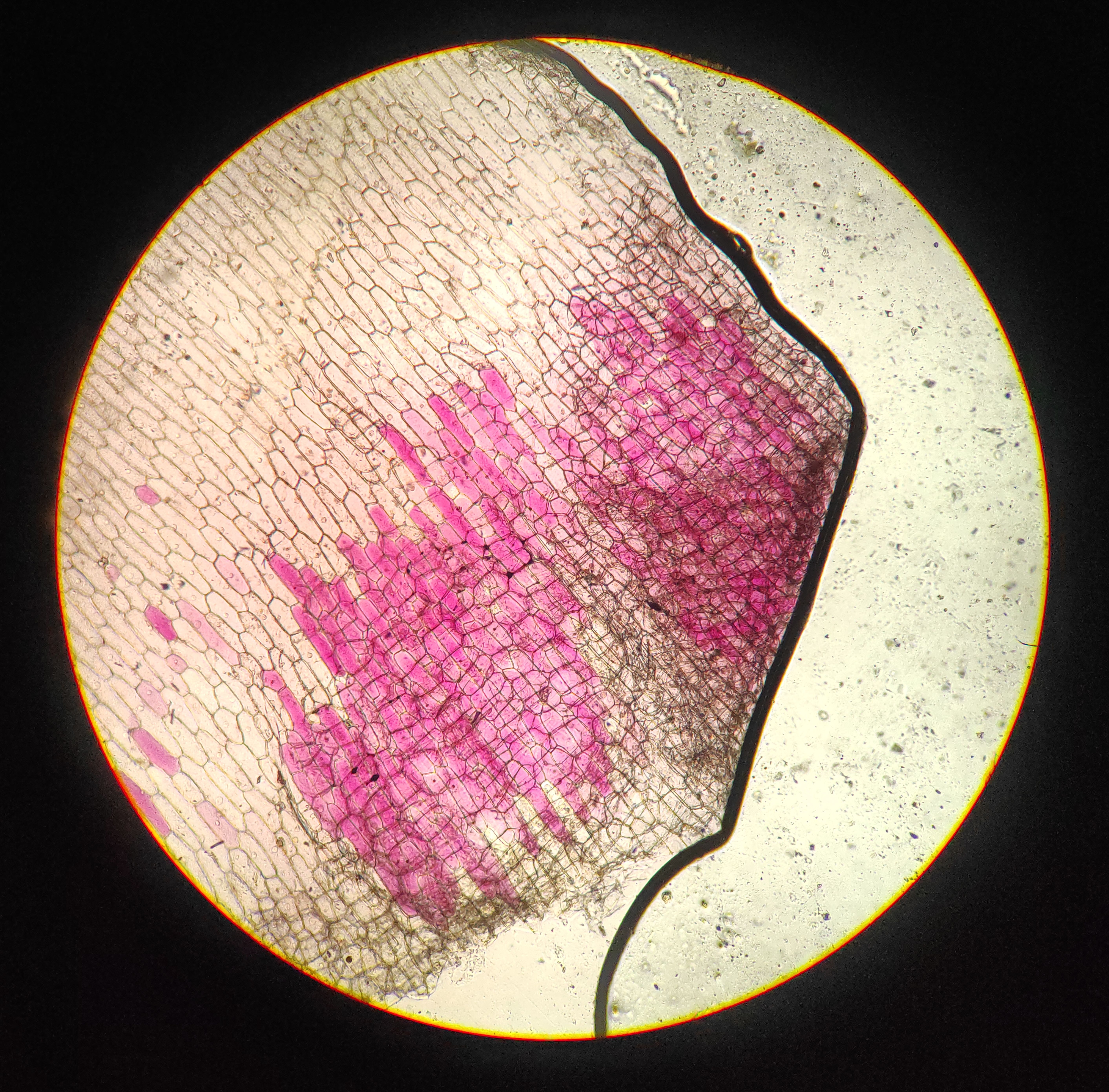 Microscopic View of Onion Epidermal Cells · Free Stock Photo
