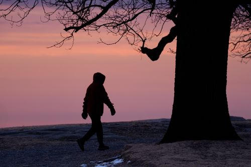 Free Silhouette of a person walking under a tree at sunrise in Stamford, CT. Stock Photo