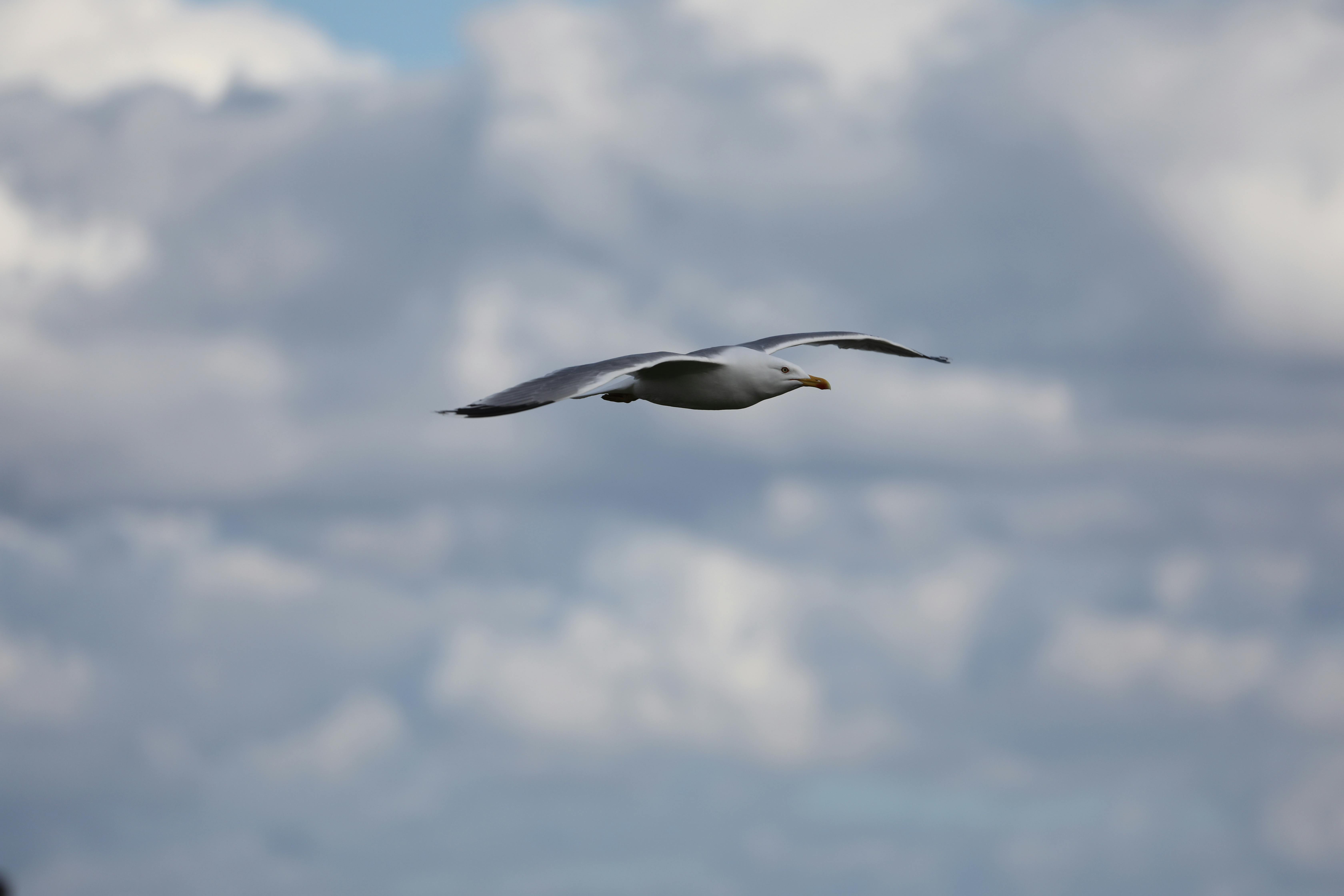 Gratis En måke flyr grasiøst mot en bakgrunn av overskyet himmel. Arkivbilde