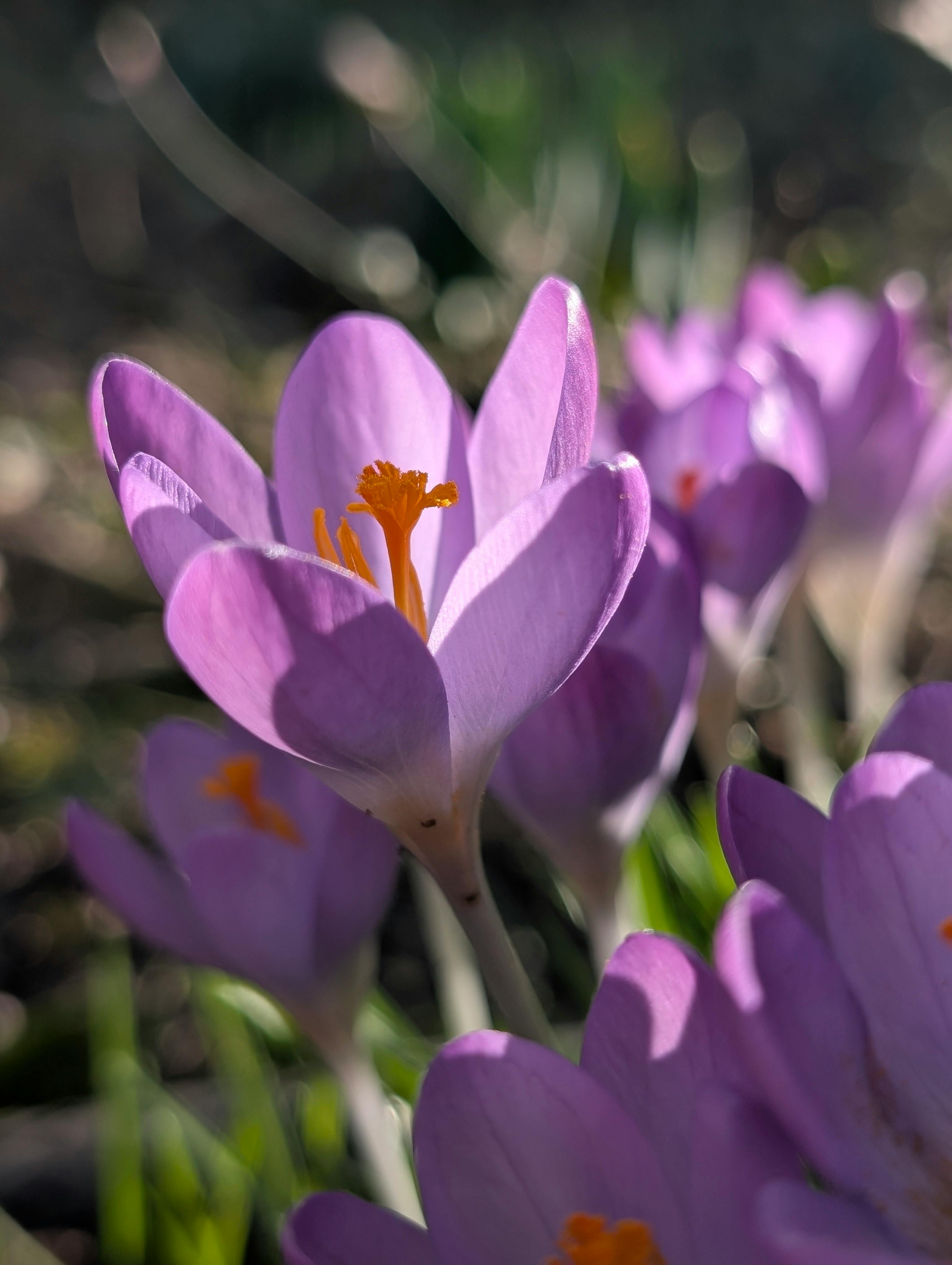 [ColoSach]-close-up-of-purple-crocus-flowers-blooming-in-spring-sunlight.