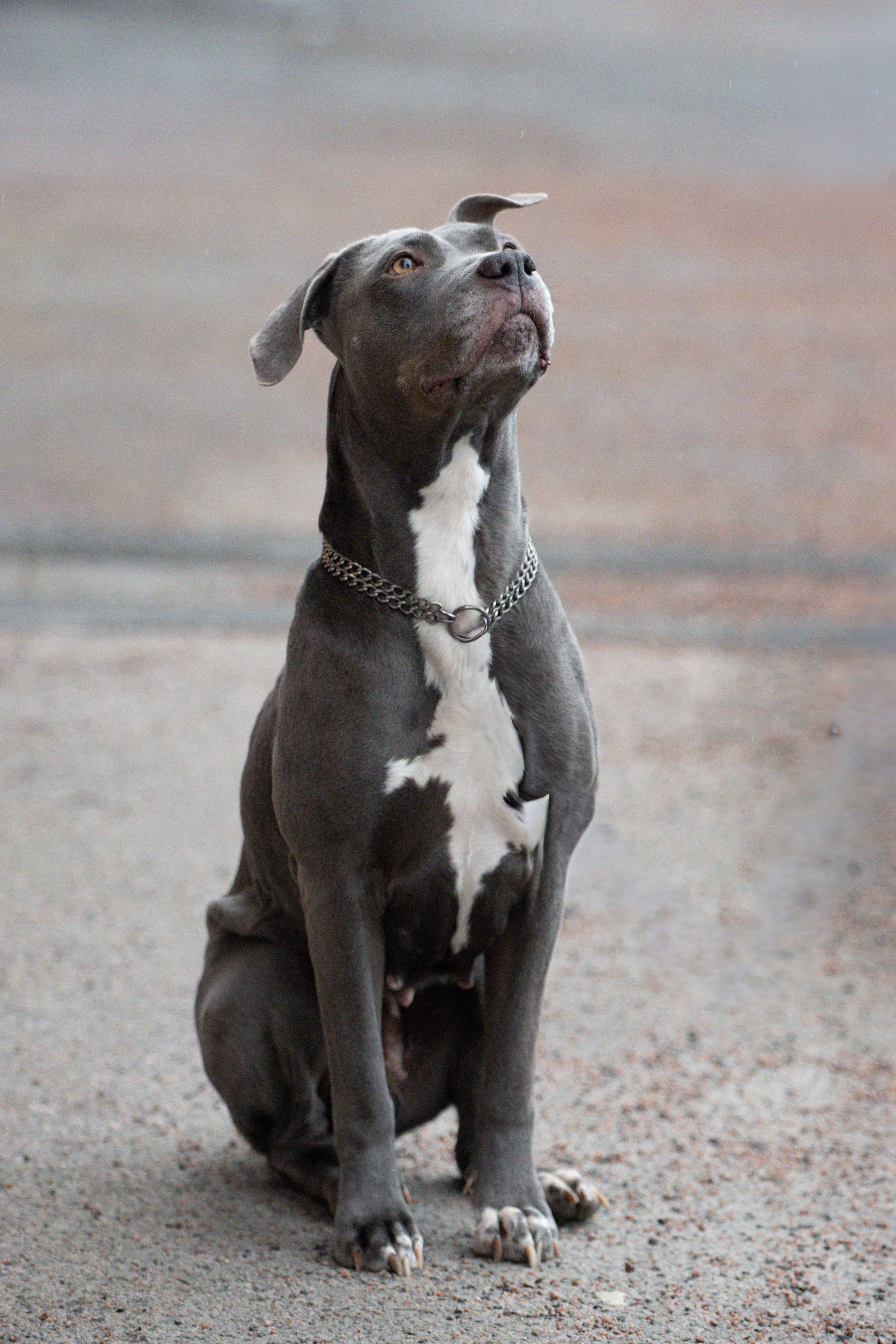 Portrait of a Sitting Gray Pit Bull Dog Outdoors · Free Stock Photo
