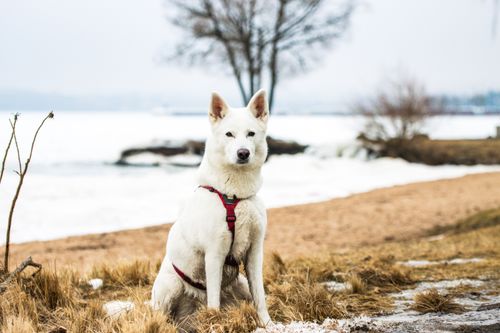 Free A white dog sits on the shore of a frozen lake during winter in Jönköping, Sweden. Stock Photo