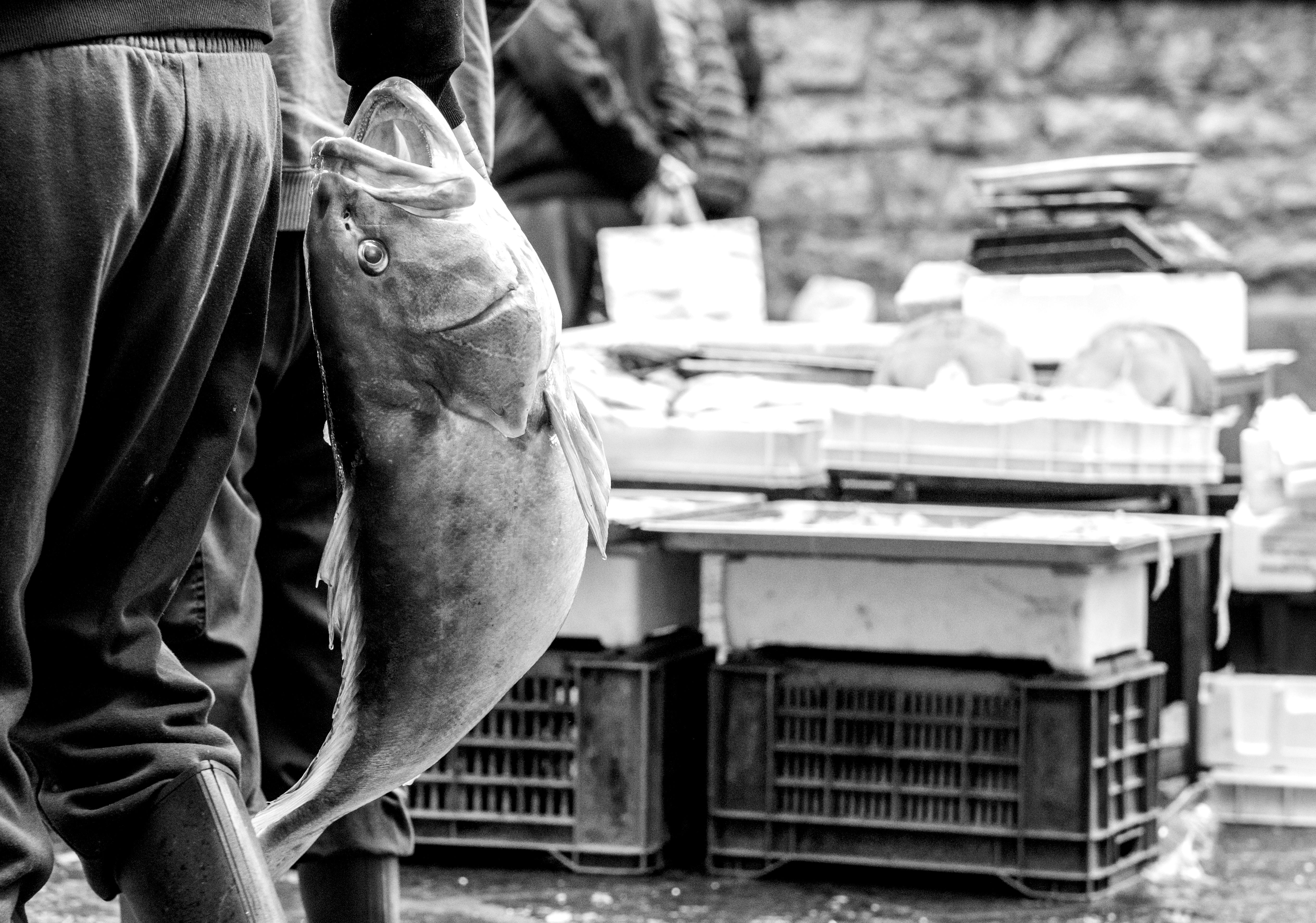 Zadarmo Čiernobiela fotografia rybára držiaceho rybu na rušnom trhu v Catanii na Sicílii v Taliansku. Fotka z fotobanky
