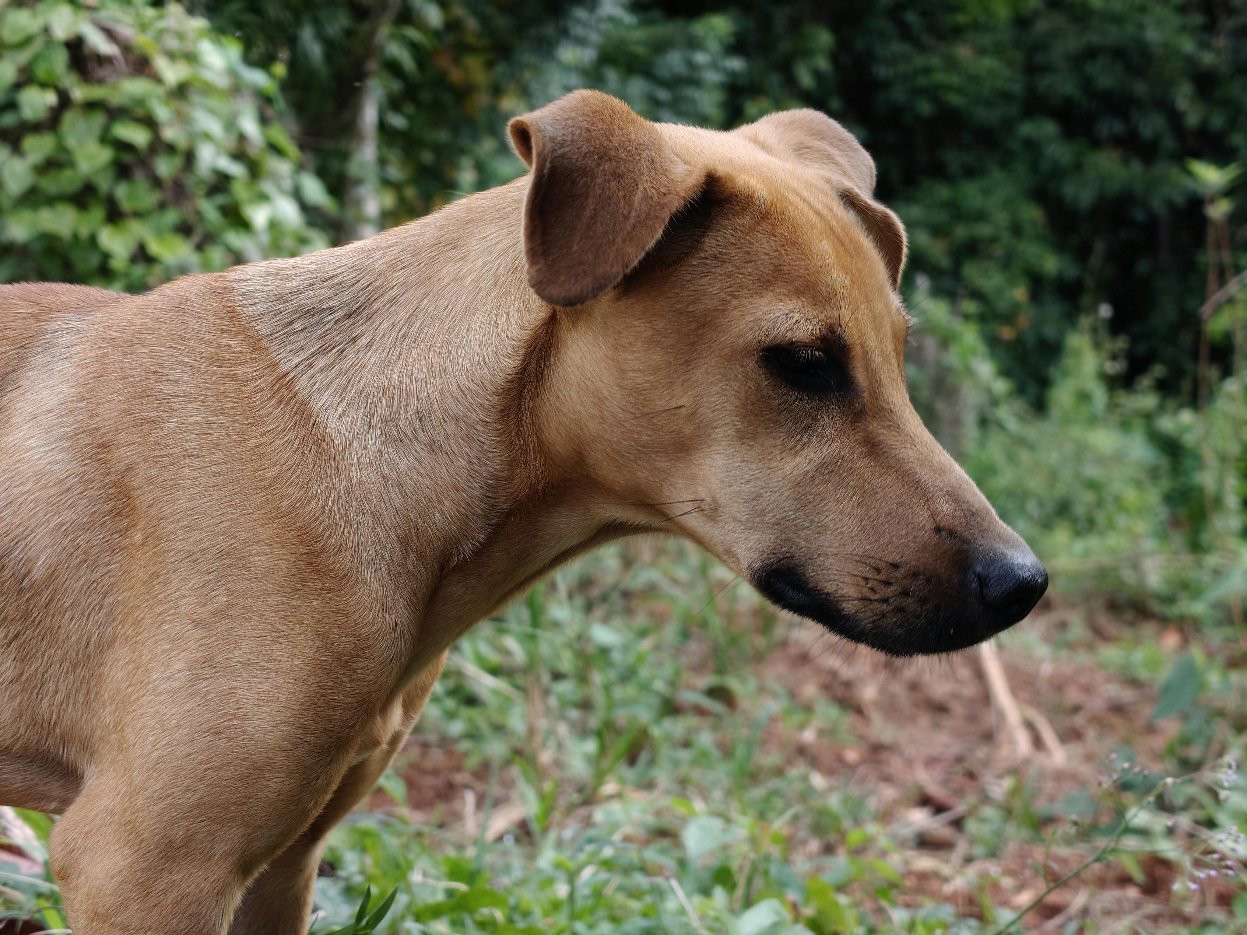 Profile view of a brown dog with alert expression, surrounded by lush greenery.