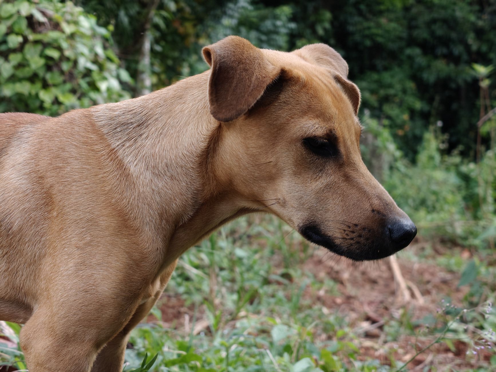 Portrait of a dog at a veterinary clinic