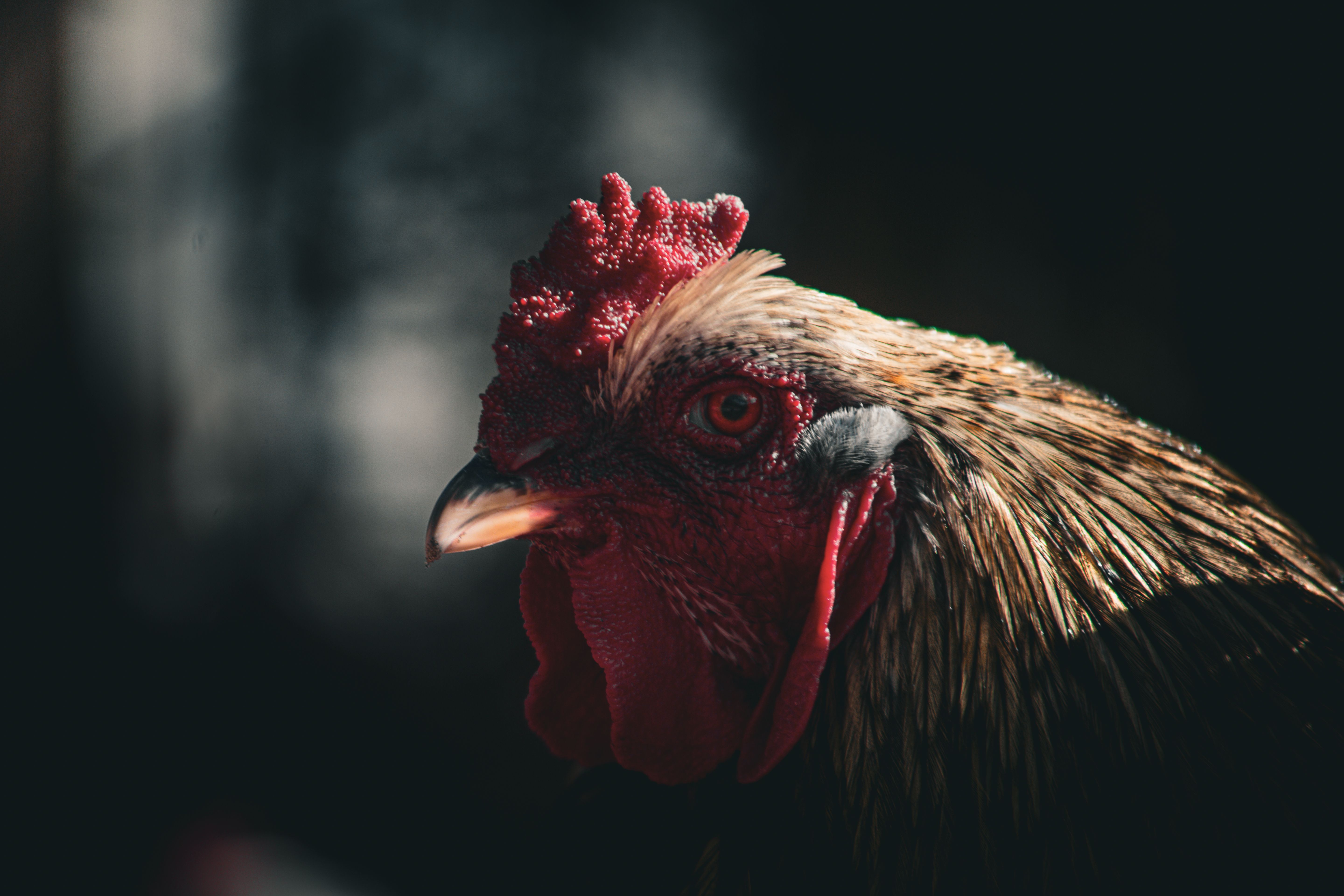 A striking close-up of a rooster with dramatic lighting highlighting its features.