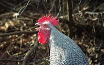 Close-Up of a Vibrant Crowing Rooster Outdoors