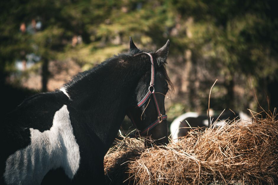 A black and white horse feeds on hay under a sunlit outdoor setting, showcasing natural beauty.