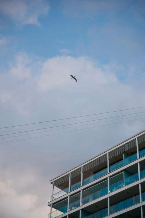 Free stock photo of apartment building, bird in flight, blue sky Stock Photo