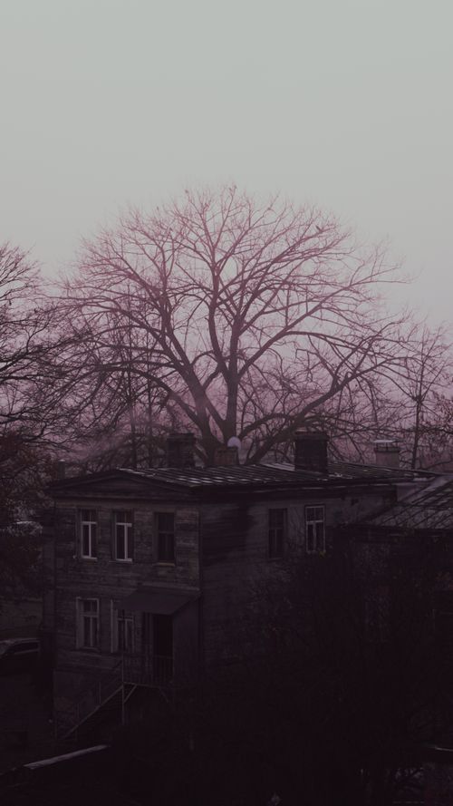 Free stock photo of bare tree, foggy morning, gloomy sky Stock Photo
