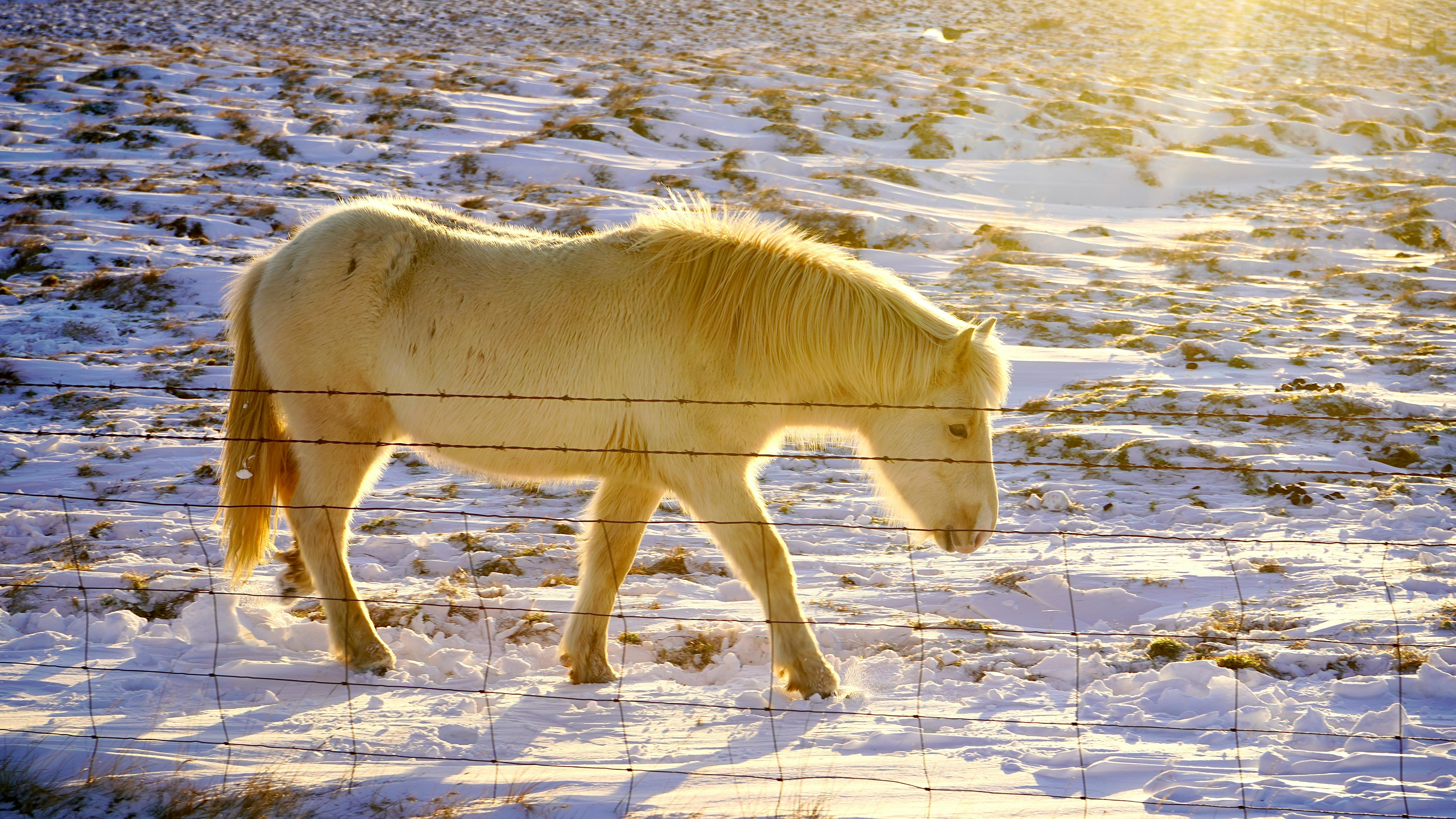 Cheval Blanc Sur Sol Couvert De Neige Photo Gratuite