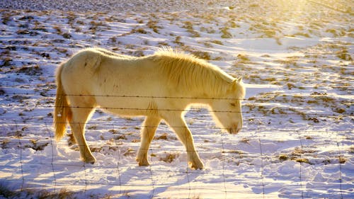 雪に覆われた地面に白い馬