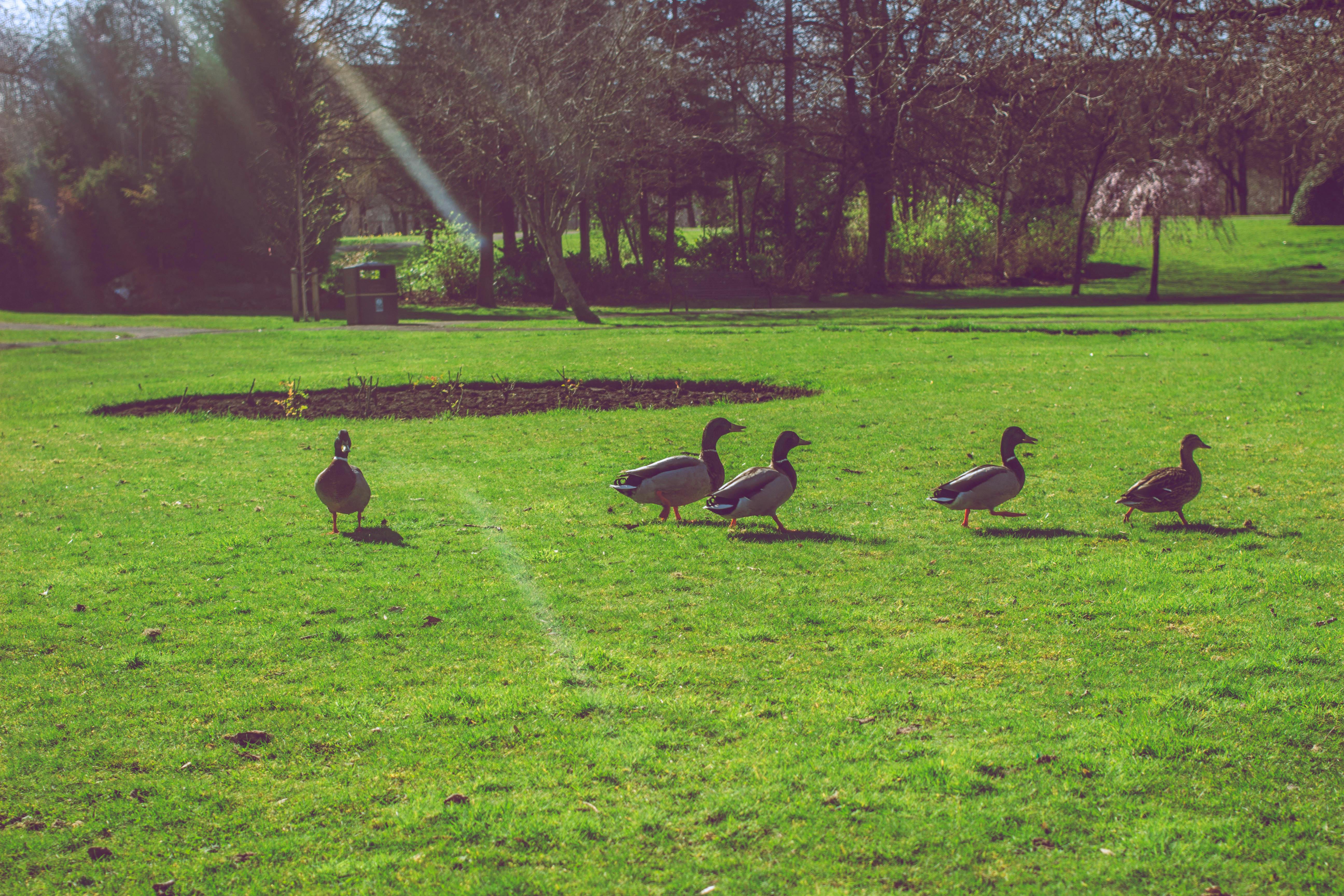 Free stock photo of ducks, grass, park
