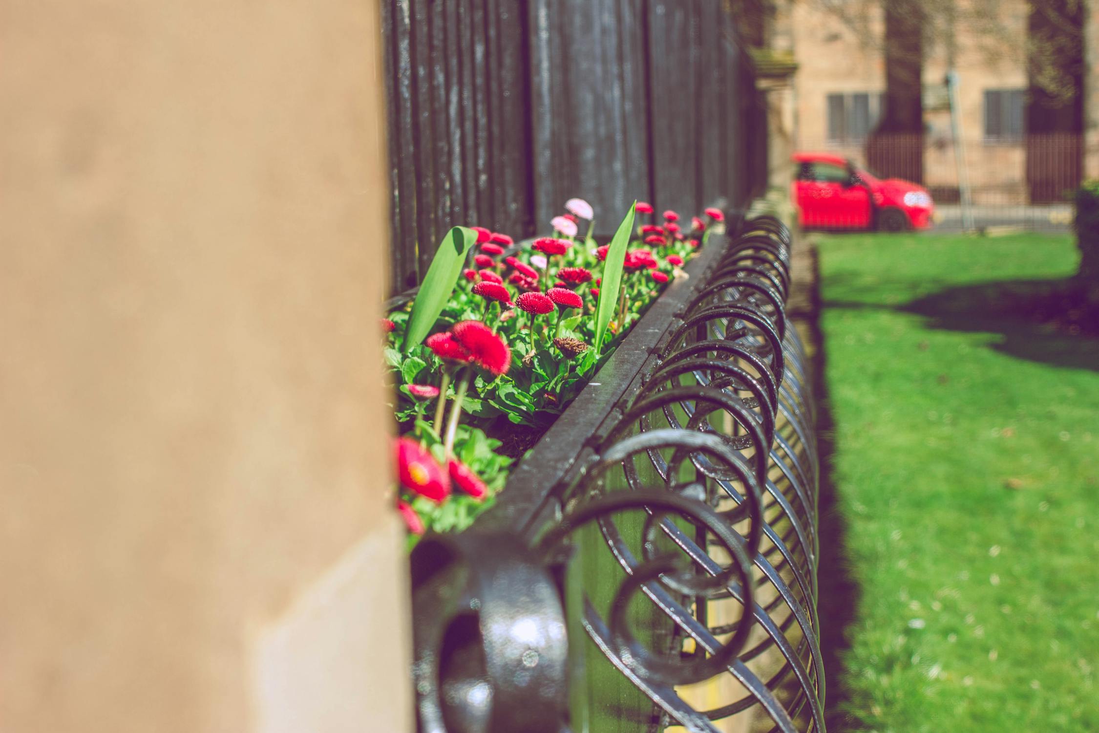 Free stock photo of flowers, gate