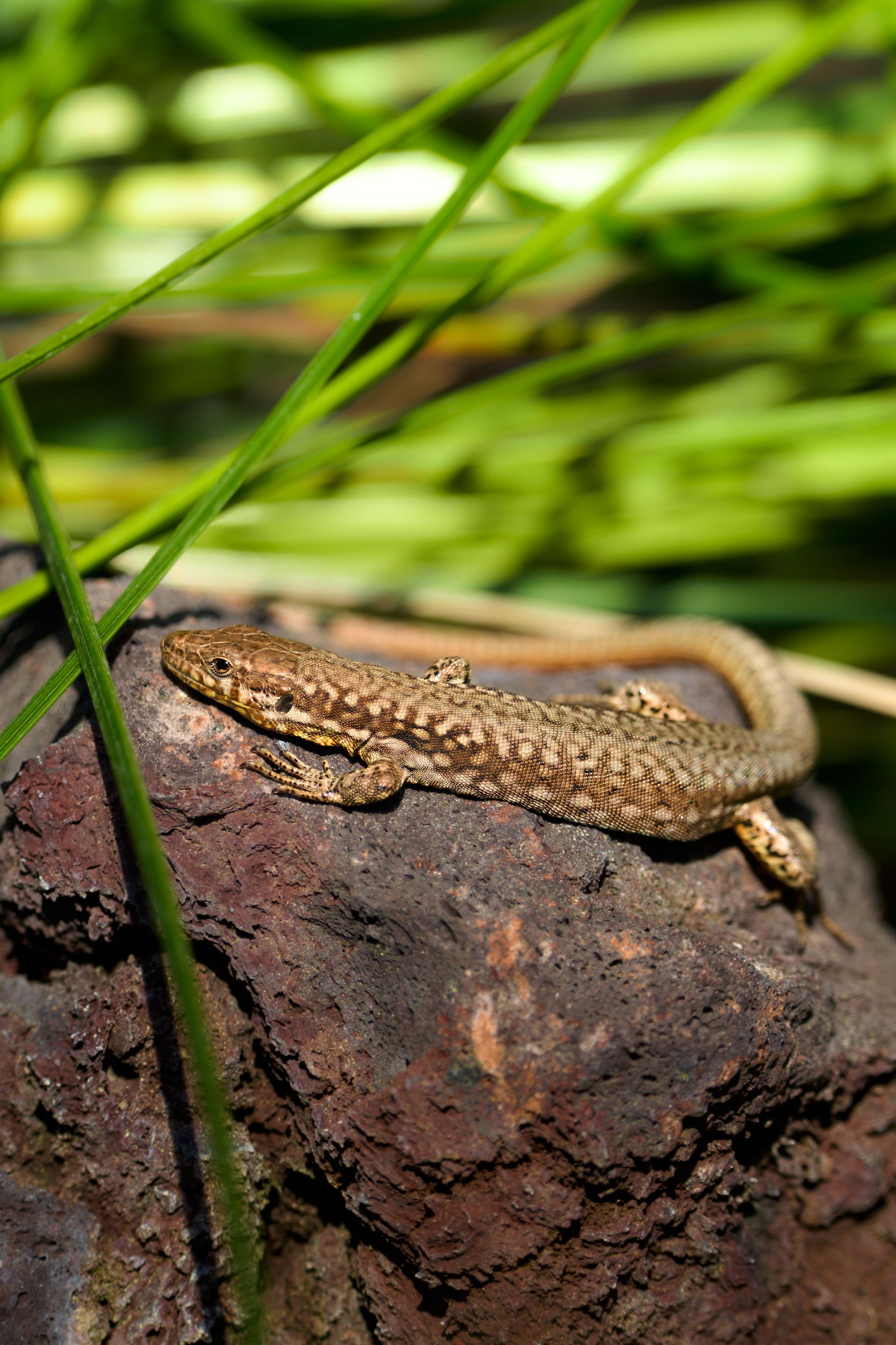 Close-up of a common lizard basking on a rock surrounded by green foliage.