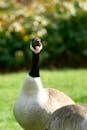 Close-up of a Canada Goose in a Sunny Park