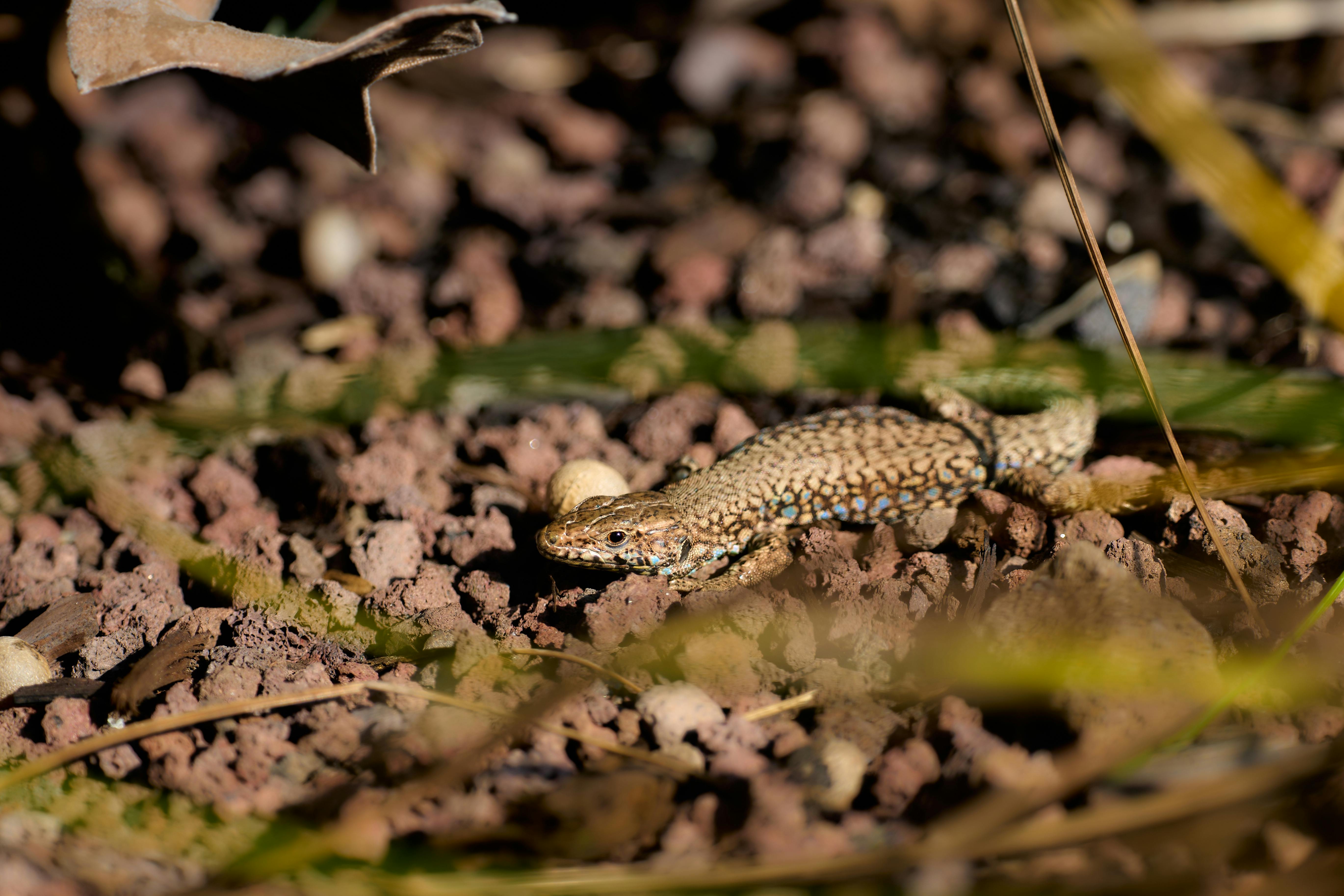 A detailed view of a lizard on rocky ground, showcasing intricate patterns and natural habitat.