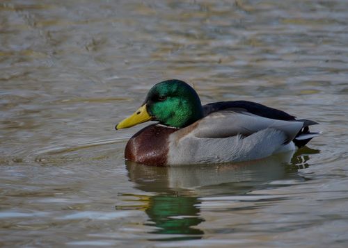 Free Close-up of a male mallard duck swimming peacefully in Salzgitter, Germany. Stock Photo