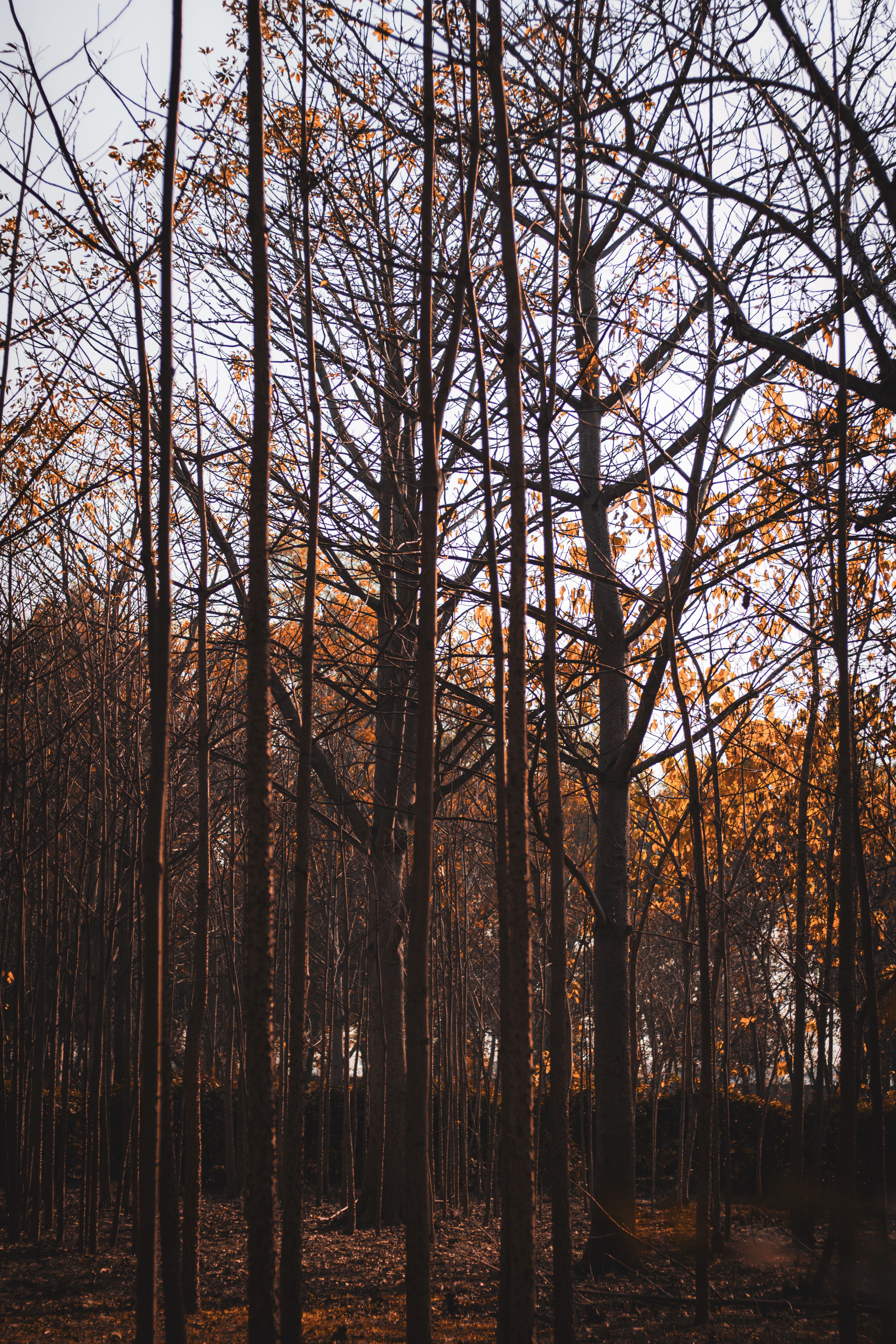 Brown Trees Photos, Download The BEST Free Brown Trees Stock Photos ...