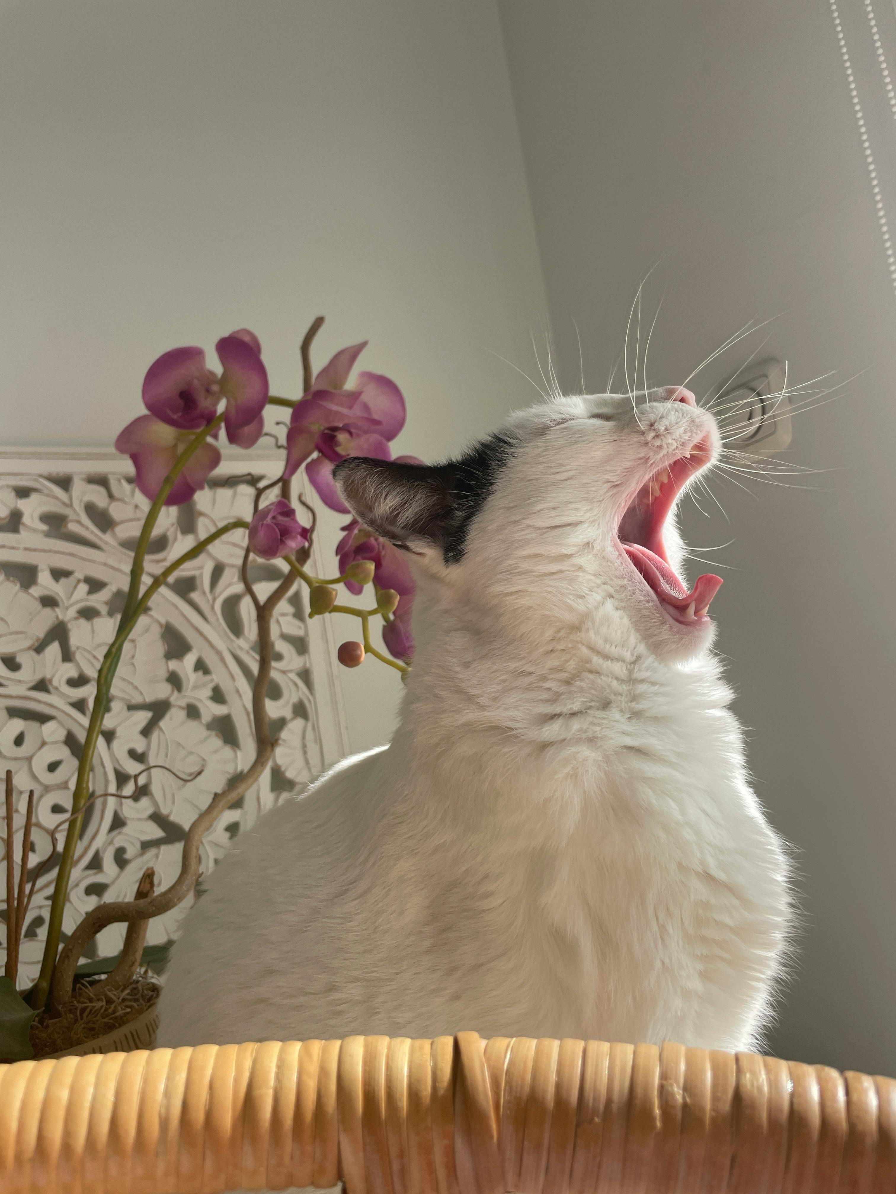 Gratuit Un chat blanc et noir bâille à côté d'orchidées violettes à l'intérieur. Photos