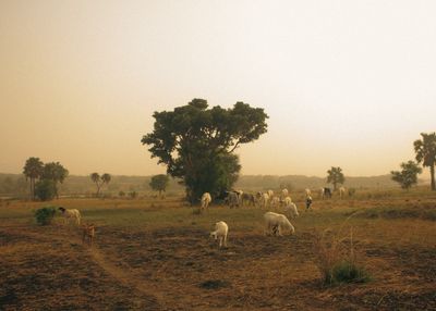 Niger