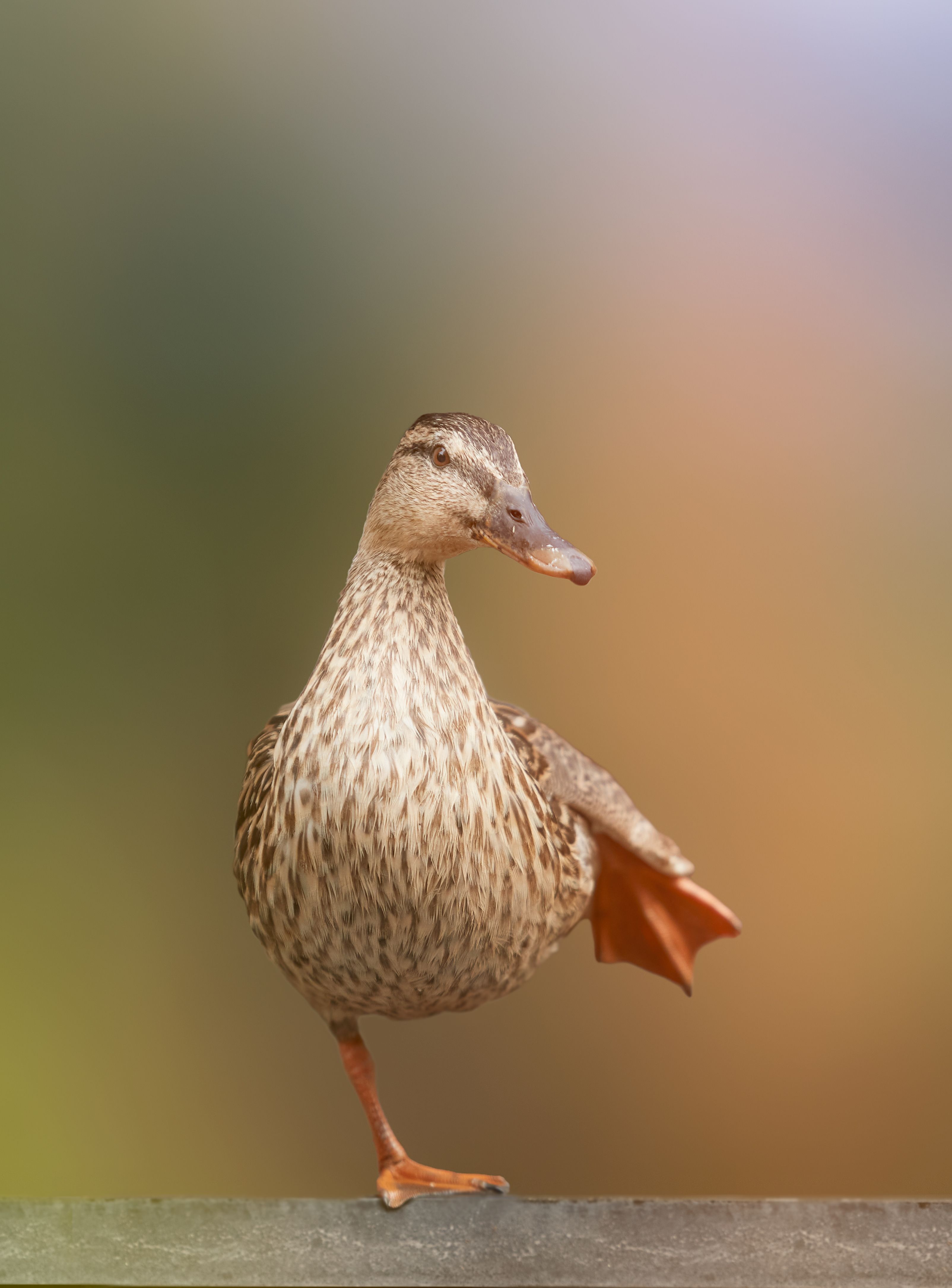 Serene Mallard Duck Balancing Gracefully Outdoors · Free Stock Photo