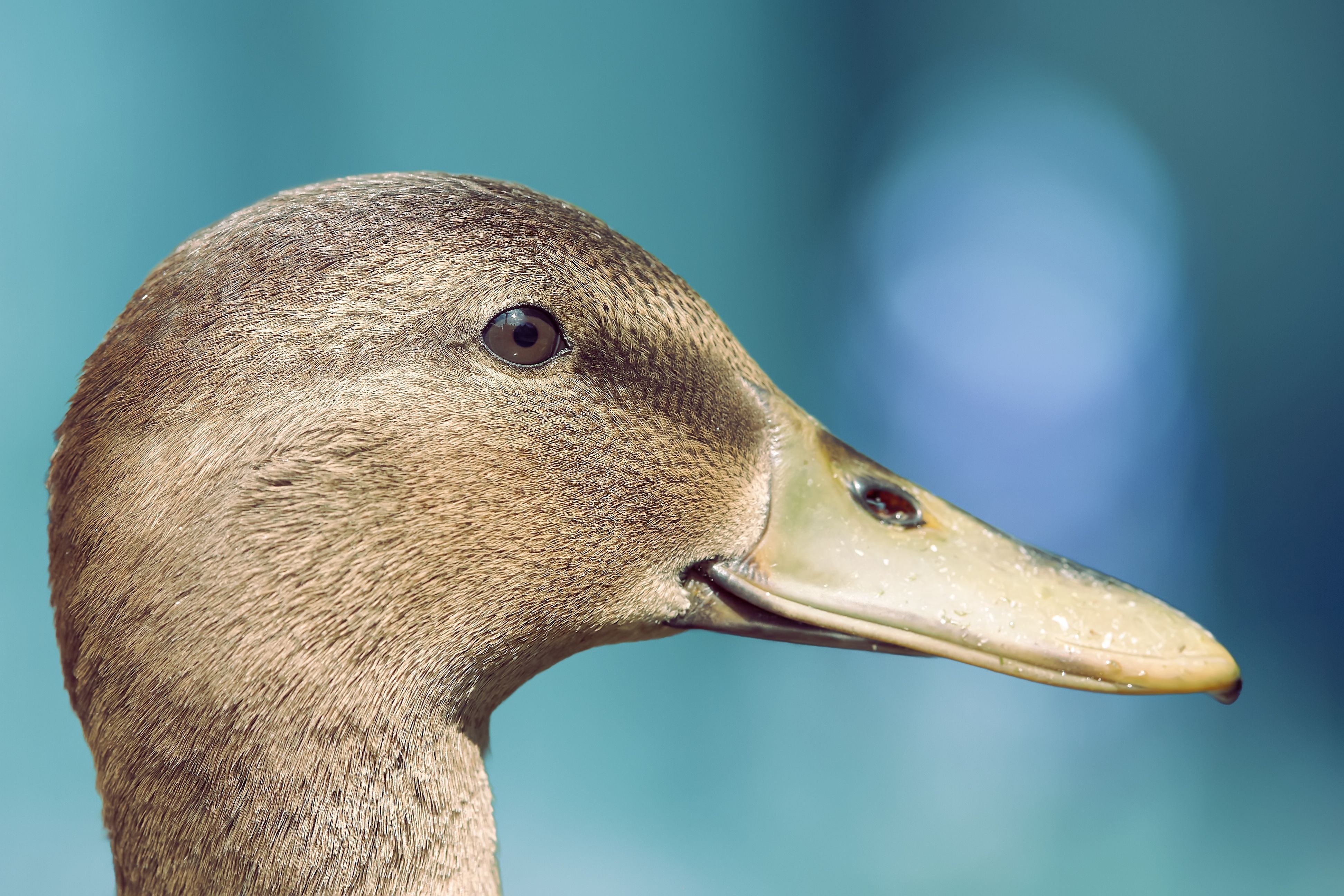 Close-up Profile of a Duck with Blue Background · Free Stock Photo