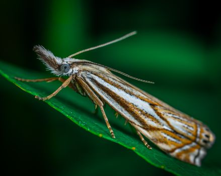 Brown and White Moth on Green Leaf in Close Up Photography
