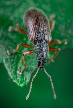 充满活力的绿叶上，象鼻虫的特写微距镜头
