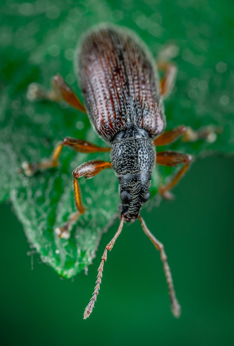 Close-Up Photo Of Weevil