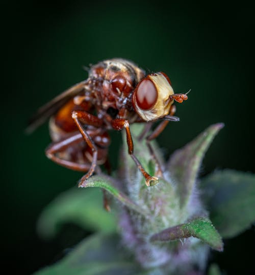 Free Close-Up Photo of an Insect Stock Photo