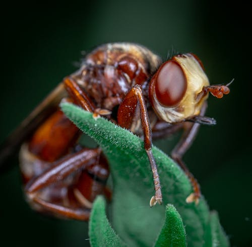 Close-Up Photo of an Insect