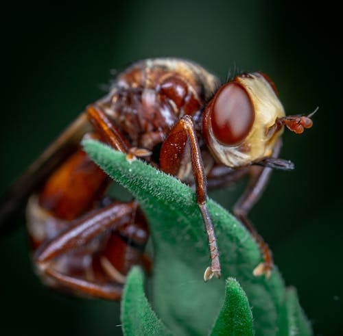 Gratis lagerfoto af dybde, dyr, dyrefotografering