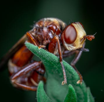 绿叶上栖息昆虫的宏观镜头，生动地展示了细节