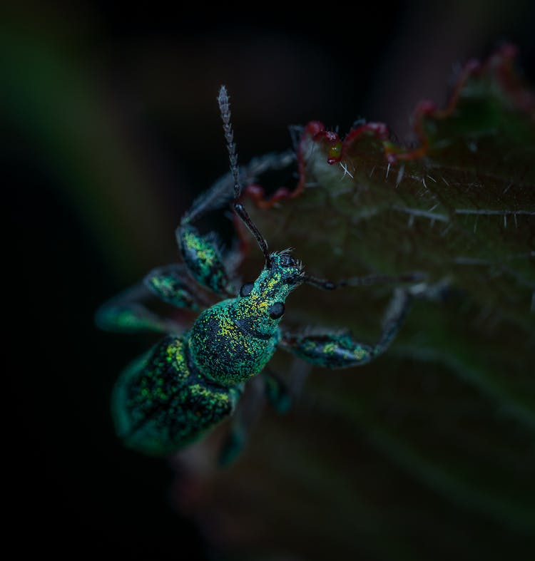 Close-Up Photo Of Weevil