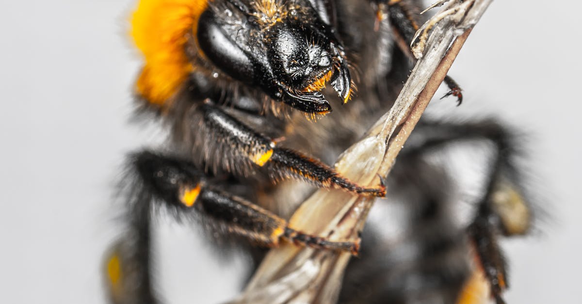 How are hornet nests made