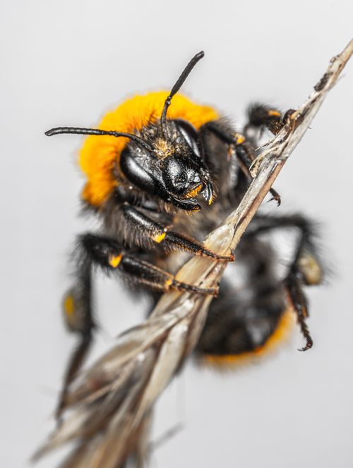 Free Detailed macro image of a bumblebee perched on a stem, showcasing intricate textures. Stock Photo