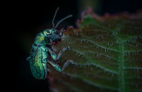 Foto d'estoc gratuïta de beetle, bitxo, color