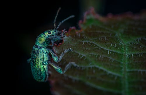 Green and Black Bug on Green Leaf