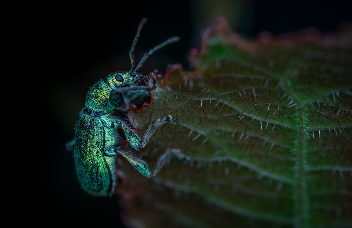 Grüner Und Schwarzer Käfer Auf Grünem Blatt