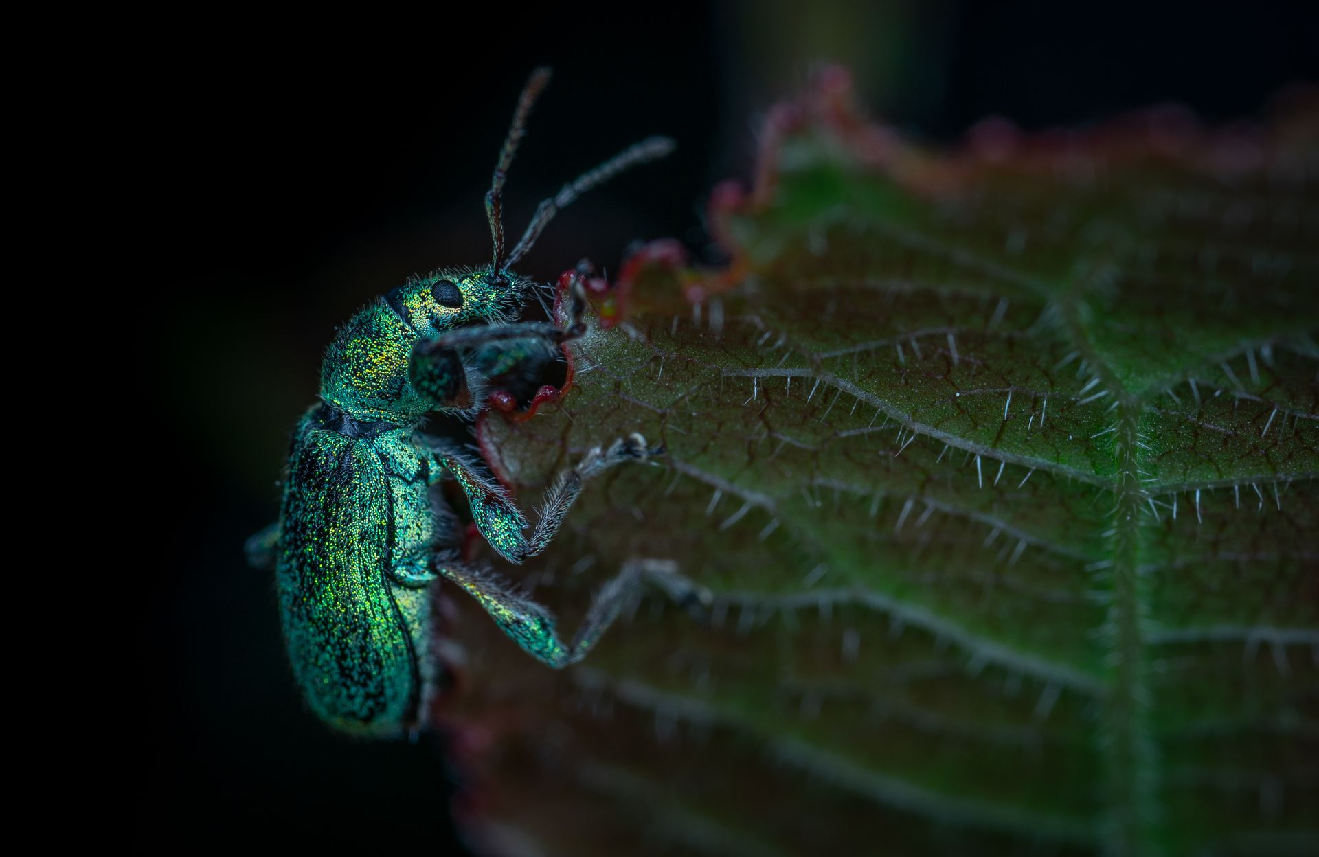 Green and Black Bug on Green Leaf