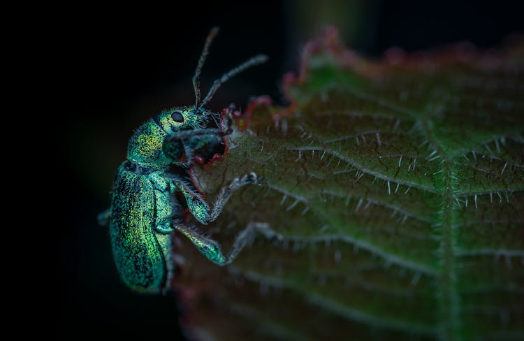 Green And Black Bug On Green Leaf