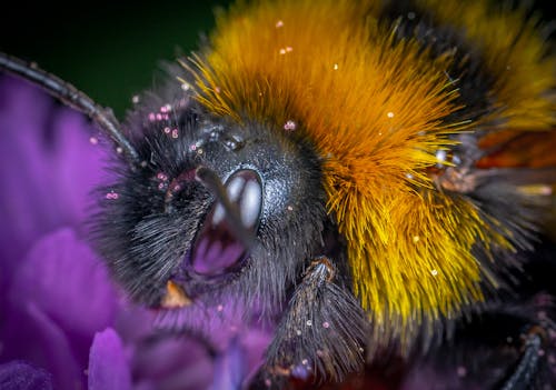 Abeille Jaune Et Noire Sur Fleur Pourpre